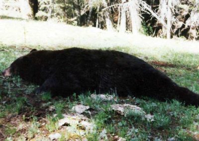 Black Bear Hunt Idaho