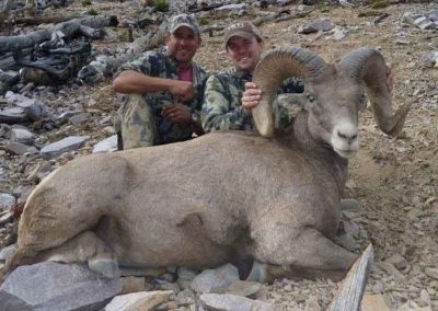 Nice Bighorn Sheep