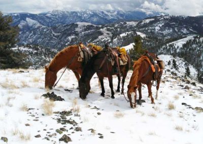 Horses on elk hunt