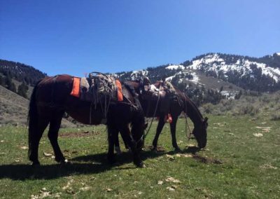 Rawhide Horses