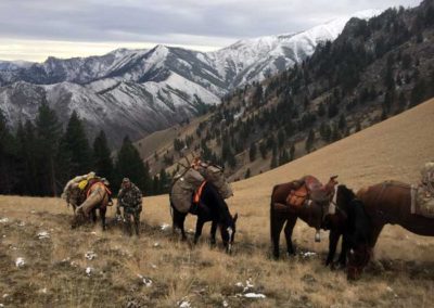 Idaho Elk Hunting Trips