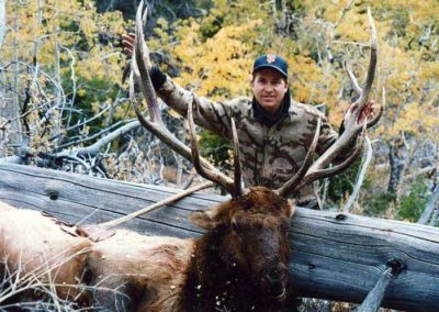 6 Point Bull Elk