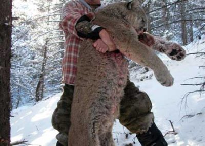 Idaho Lion Hunts